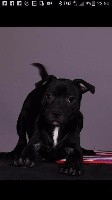 Du Royaume De Canna - Staffordshire Bull Terrier - Portée née le 21/06/2017