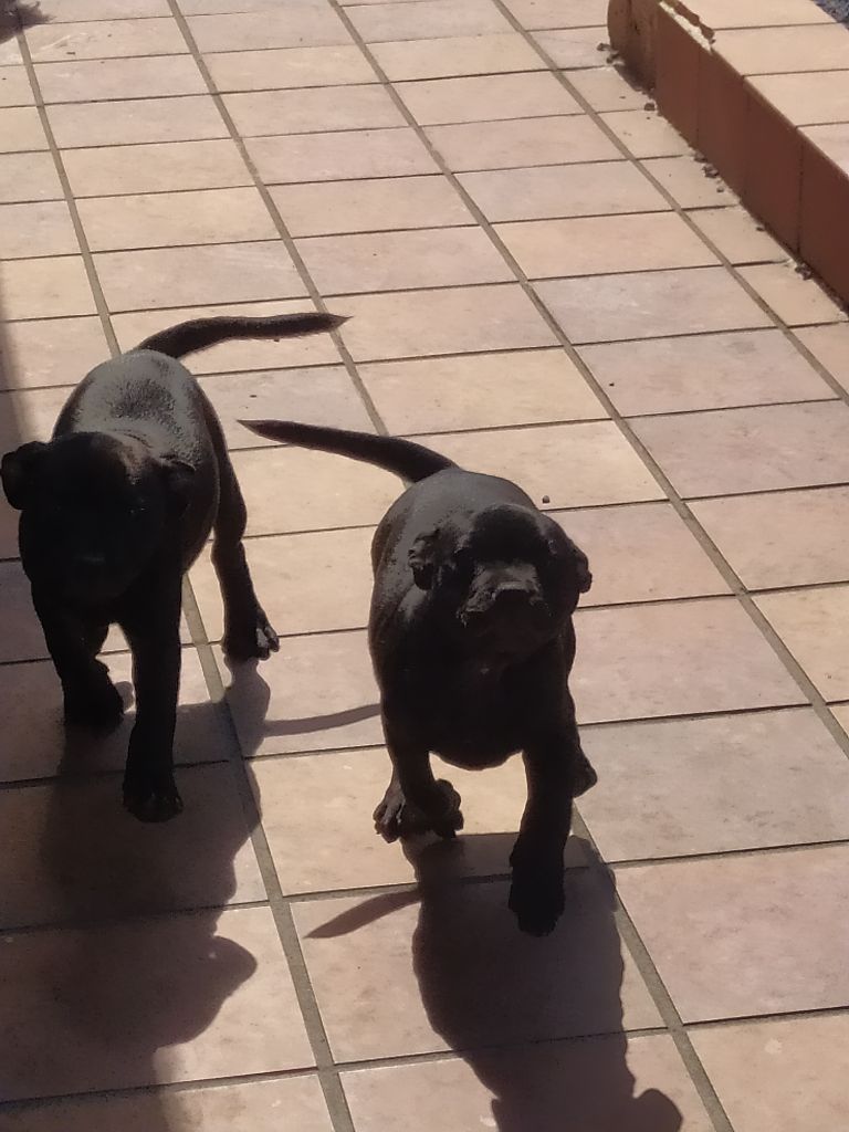 Chiots disponibles 