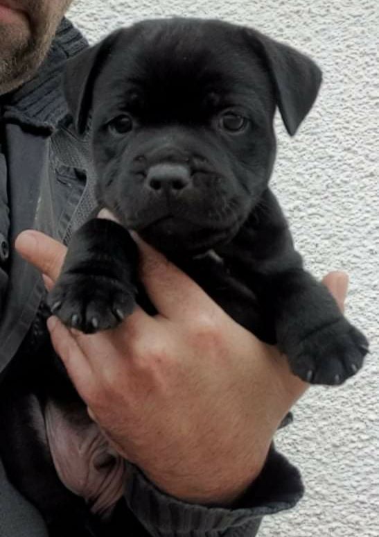 Du Royaume De Canna - Staffordshire Bull Terrier - Portée née le 15/05/2021